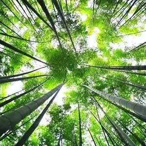 Bamboo